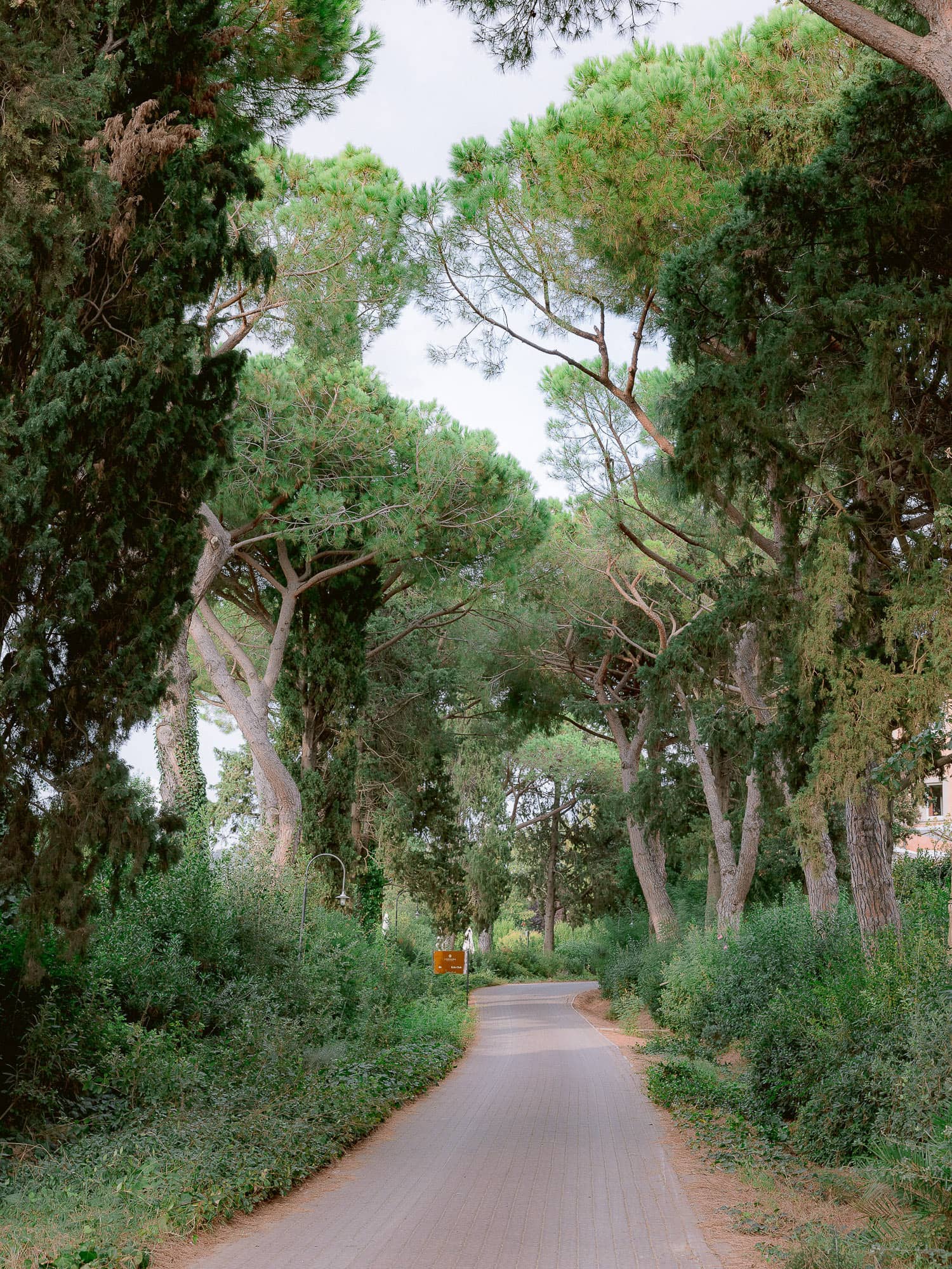 vegetation all around the road in the property of l'andana in maremma