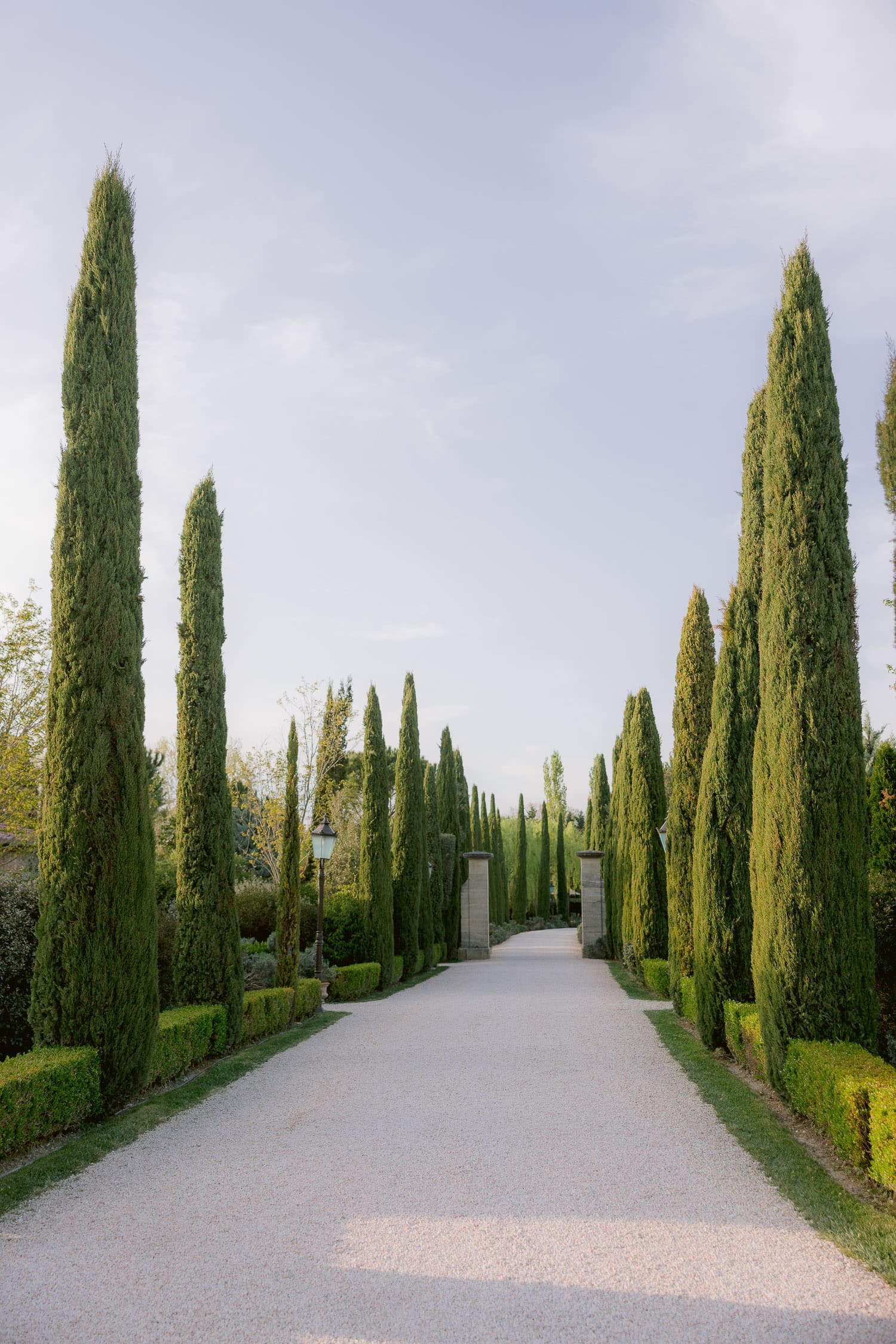 the road leading to the borgo Santo pietro with cypress trees aligned on the sides
